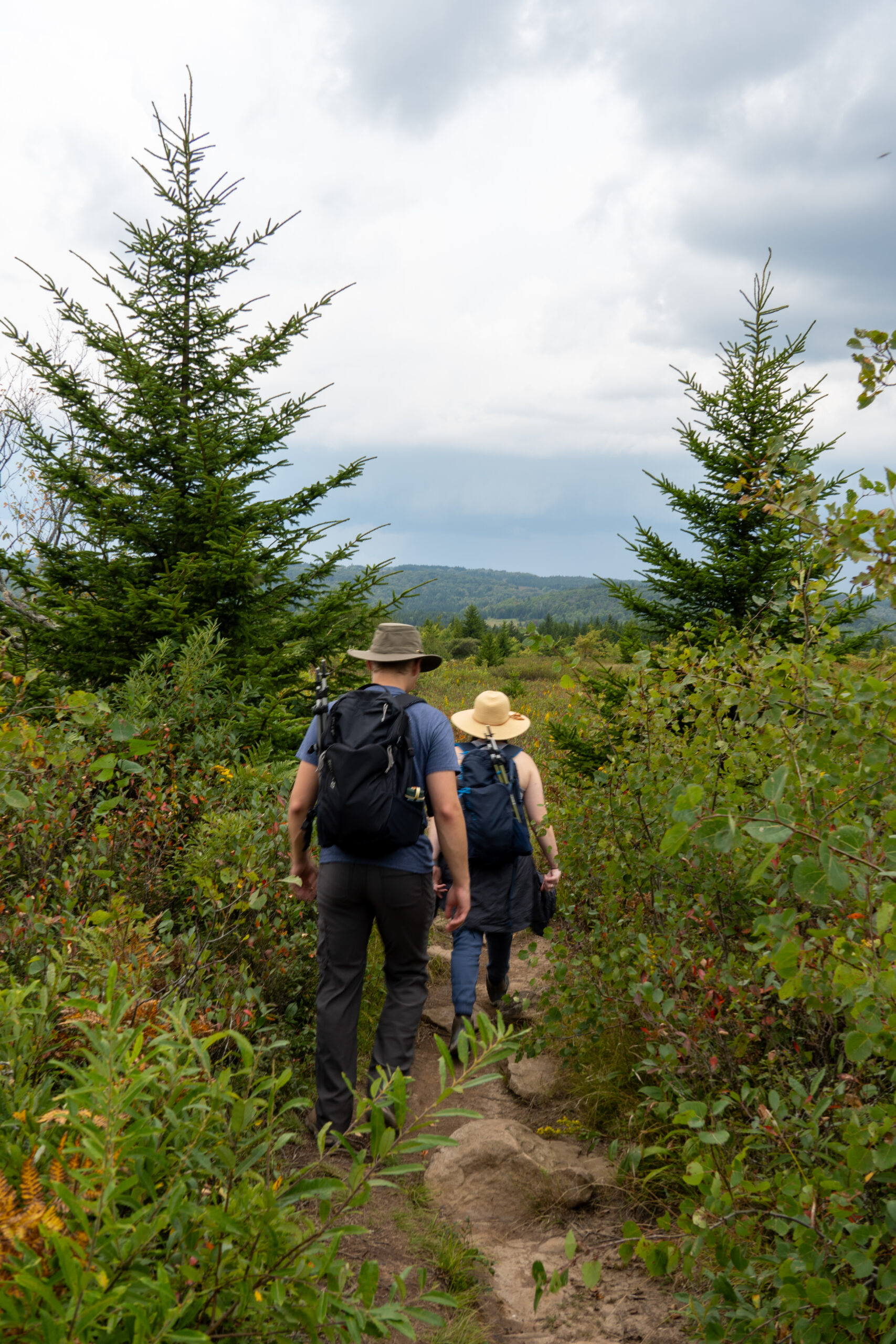 The Dolly Sods, WV